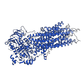 20945_6uy0_A_v1-1
Cryo-EM structure of wild-type bovine multidrug resistance protein 1 (MRP1) under active turnover conditions