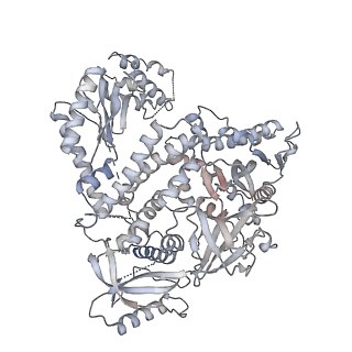 26866_7uy7_E_v1-2
Tetrahymena CST with Polymerase alpha-Primase