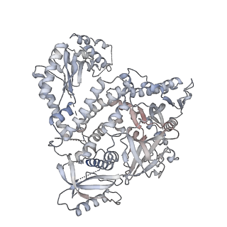 26866_7uy7_E_v1-3
Tetrahymena CST with Polymerase alpha-Primase