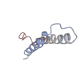 2773_4uy8_Y_v1-3
Molecular basis for the ribosome functioning as a L-tryptophan sensor - Cryo-EM structure of a TnaC stalled E.coli ribosome