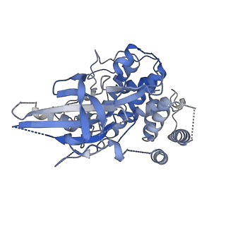 42807_8uyi_A_v1-0
Structure of ADP-bound and phosphorylated Pediculus humanus (Ph) PINK1 dimer