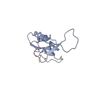 8616_5uyl_15_v1-3
70S ribosome bound with cognate ternary complex base-paired to A site codon (Structure II)