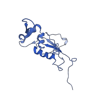 8617_5uym_12_v1-3
70S ribosome bound with cognate ternary complex base-paired to A site codon, closed 30S (Structure III)