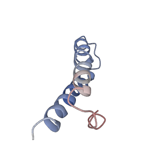 8617_5uym_27_v1-4
70S ribosome bound with cognate ternary complex base-paired to A site codon, closed 30S (Structure III)
