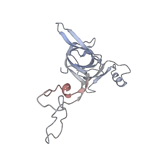 8619_5uyp_05_v1-4
70S ribosome bound with near-cognate ternary complex base-paired to A site codon, open 30S (Structure II-nc)