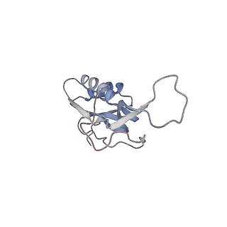 8619_5uyp_15_v1-3
70S ribosome bound with near-cognate ternary complex base-paired to A site codon, open 30S (Structure II-nc)