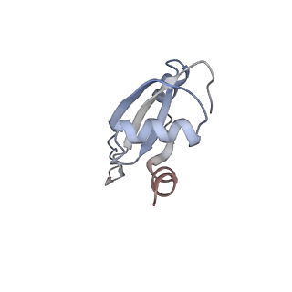 8619_5uyp_22_v1-4
70S ribosome bound with near-cognate ternary complex base-paired to A site codon, open 30S (Structure II-nc)