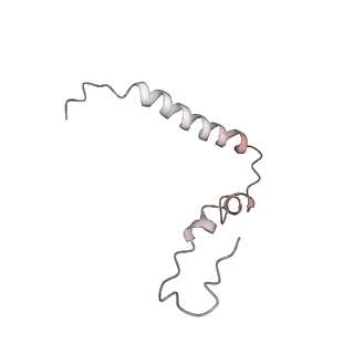 8619_5uyp_U_v1-4
70S ribosome bound with near-cognate ternary complex base-paired to A site codon, open 30S (Structure II-nc)