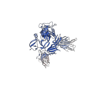 26878_7uz4_C_v1-2
Structure of the SARS-CoV-2 S 6P trimer in complex with the mouse antibody Fab fragment, M8a-3