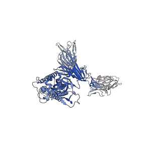 26879_7uz5_C_v1-2
Structure of the SARS-CoV-2 S 6P trimer in complex with the mouse antibody Fab fragment, M8a-6