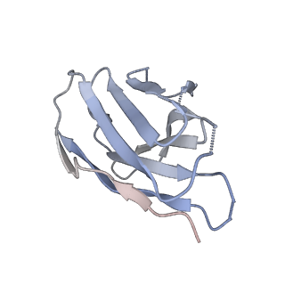 26880_7uz6_L_v1-2
Structure of the SARS-CoV-2 S 6P trimer in complex with the mouse antibody Fab fragment, M8a-28