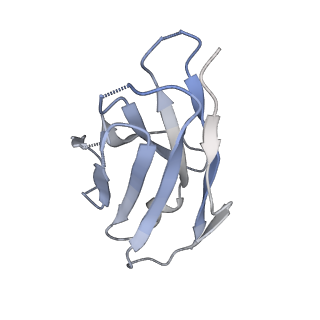 26880_7uz6_N_v1-2
Structure of the SARS-CoV-2 S 6P trimer in complex with the mouse antibody Fab fragment, M8a-28