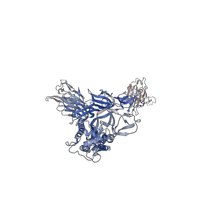 26881_7uz7_A_v1-2
Structure of the SARS-CoV-2 S 6P trimer in complex with the mouse antibody Fab fragment, M8a-31