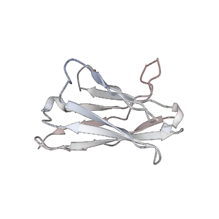 26881_7uz7_H_v1-2
Structure of the SARS-CoV-2 S 6P trimer in complex with the mouse antibody Fab fragment, M8a-31
