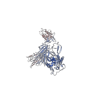 26884_7uza_C_v1-2
Structure of the SARS-CoV-2 S 6P trimer in complex with the mouse antibody Fab fragment, HSW-1