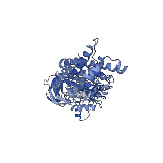26910_7uzg_A_v1-0
Rat Kidney V-ATPase lacking subunit H, with SidK and NCOA7B, State 1