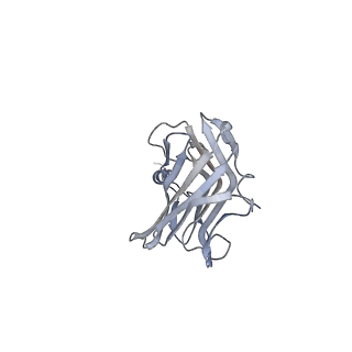 26912_7uzi_c_v1-0
Rat Kidney V-ATPase lacking subunit H, with SidK and NCOA7B, State 2