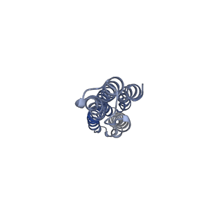 26912_7uzi_k_v1-0
Rat Kidney V-ATPase lacking subunit H, with SidK and NCOA7B, State 2