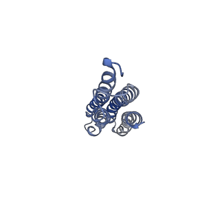 26912_7uzi_m_v1-0
Rat Kidney V-ATPase lacking subunit H, with SidK and NCOA7B, State 2