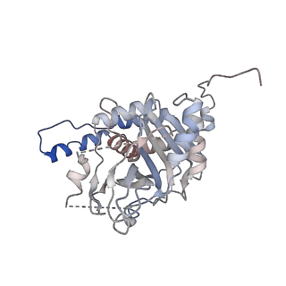 26919_7uzv_C_v1-2
Cytoplasmic domains of Band 3-I (local refinement from consensus reconstruction of ankyrin complexes)