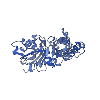 42829_8uz0_J_v1-0
Straight actin filament from Arp2/3 branch junction sample (ADP)