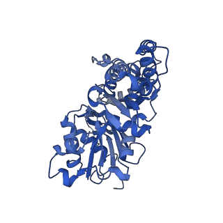 42829_8uz0_N_v1-0
Straight actin filament from Arp2/3 branch junction sample (ADP)