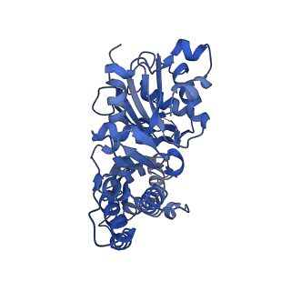42829_8uz0_O_v1-0
Straight actin filament from Arp2/3 branch junction sample (ADP)