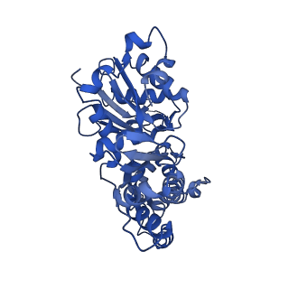 42829_8uz0_Q_v1-0
Straight actin filament from Arp2/3 branch junction sample (ADP)