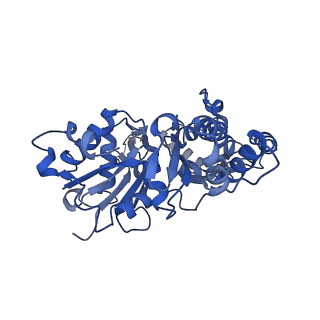 42830_8uz1_J_v1-2
Straight actin filament from Arp2/3 branch junction sample (ADP-BeFx)