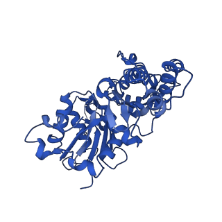 42830_8uz1_L_v1-2
Straight actin filament from Arp2/3 branch junction sample (ADP-BeFx)