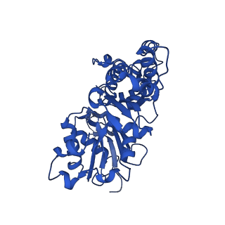 42830_8uz1_N_v1-2
Straight actin filament from Arp2/3 branch junction sample (ADP-BeFx)