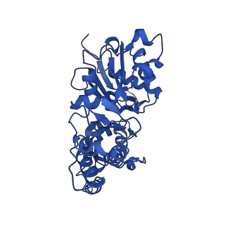 42830_8uz1_O_v1-2
Straight actin filament from Arp2/3 branch junction sample (ADP-BeFx)