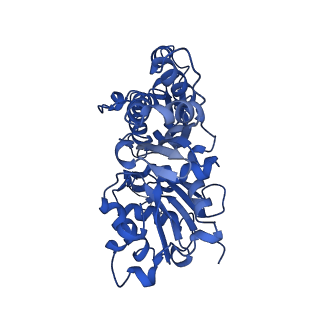 42830_8uz1_P_v1-2
Straight actin filament from Arp2/3 branch junction sample (ADP-BeFx)