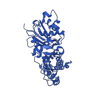 42830_8uz1_Q_v1-0
Straight actin filament from Arp2/3 branch junction sample (ADP-BeFx)