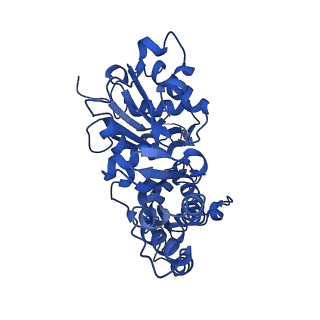 42830_8uz1_Q_v1-2
Straight actin filament from Arp2/3 branch junction sample (ADP-BeFx)