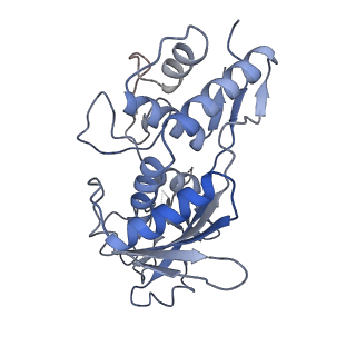 8624_5uz9_C_v1-2
Cryo EM structure of anti-CRISPRs, AcrF1 and AcrF2, bound to type I-F crRNA-guided CRISPR surveillance complex