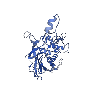 8624_5uz9_F_v2-2
Cryo EM structure of anti-CRISPRs, AcrF1 and AcrF2, bound to type I-F crRNA-guided CRISPR surveillance complex