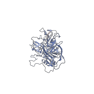 21004_6v10_M_v1-3
genome-containing AAV8 particles