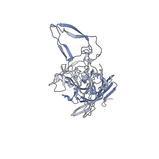 21004_6v10_P_v1-3
genome-containing AAV8 particles