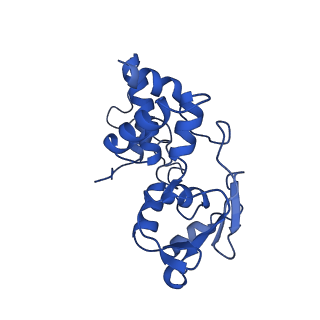 31659_7v2p_D_v1-1
T.thermophilus 30S ribosome with KsgA, class K5