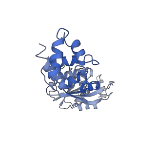 31659_7v2p_U_v1-1
T.thermophilus 30S ribosome with KsgA, class K5