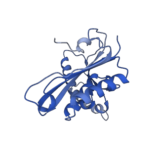 31660_7v2q_C_v1-1
T.thermophilus 30S ribosome with KsgA, class K6