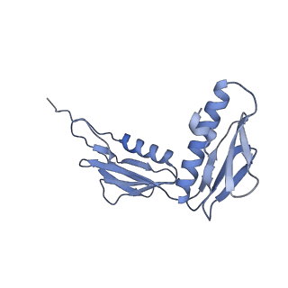 21033_6v3d_G_v1-1
Cryo-EM structure of the Acinetobacter baumannii Ribosome: 50S subunit