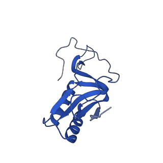 21033_6v3d_L_v1-1
Cryo-EM structure of the Acinetobacter baumannii Ribosome: 50S subunit