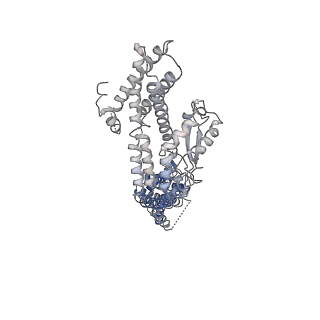 21073_6v6s_K_v1-1
Structure of the native human gamma-tubulin ring complex