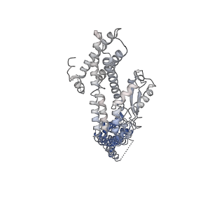 21073_6v6s_K_v1-2
Structure of the native human gamma-tubulin ring complex