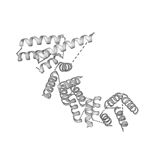21073_6v6s_X_v1-1
Structure of the native human gamma-tubulin ring complex