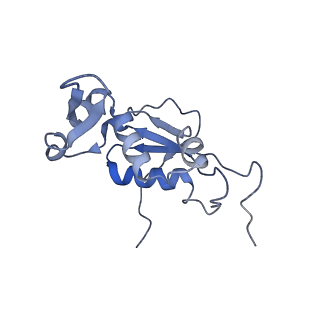 8641_5v7q_J_v1-3
Cryo-EM structure of the large ribosomal subunit from Mycobacterium tuberculosis bound with a potent linezolid analog