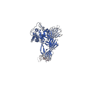 31786_7v81_B_v1-0
Cryo-EM structure of SARS-CoV-2 S-Gamma variant (P.1) in complex with Angiotensin-converting enzyme 2 (ACE2) ectodomain, two ACE2-bound form
