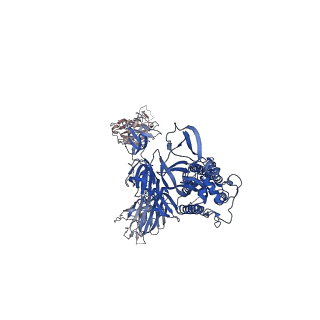 31788_7v83_B_v1-0
Cryo-EM structure of SARS-CoV-2 S-Gamma variant (P.1) in complex with Angiotensin-converting enzyme 2 (ACE2) ectodomain, three ACE2-bound form conformation 2